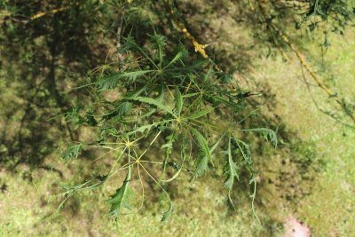 Aesculus hippocastenum 'Laciniata' - jírovec maďal - listy